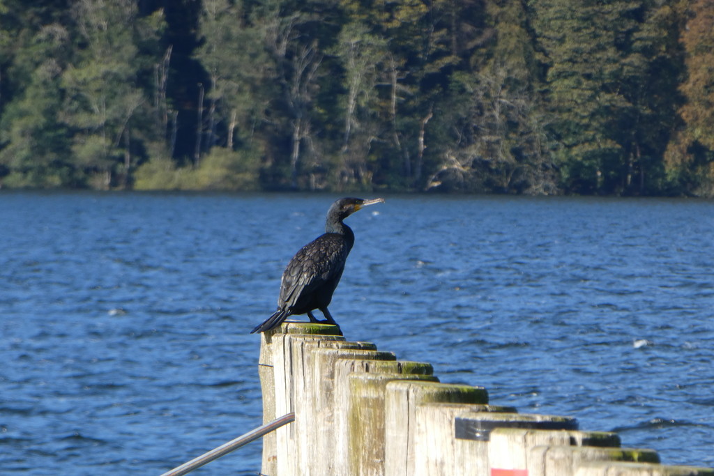 cormorant by anniesue