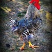 Chicken Festival by gardenfolk