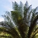 Tree fern by rosie00