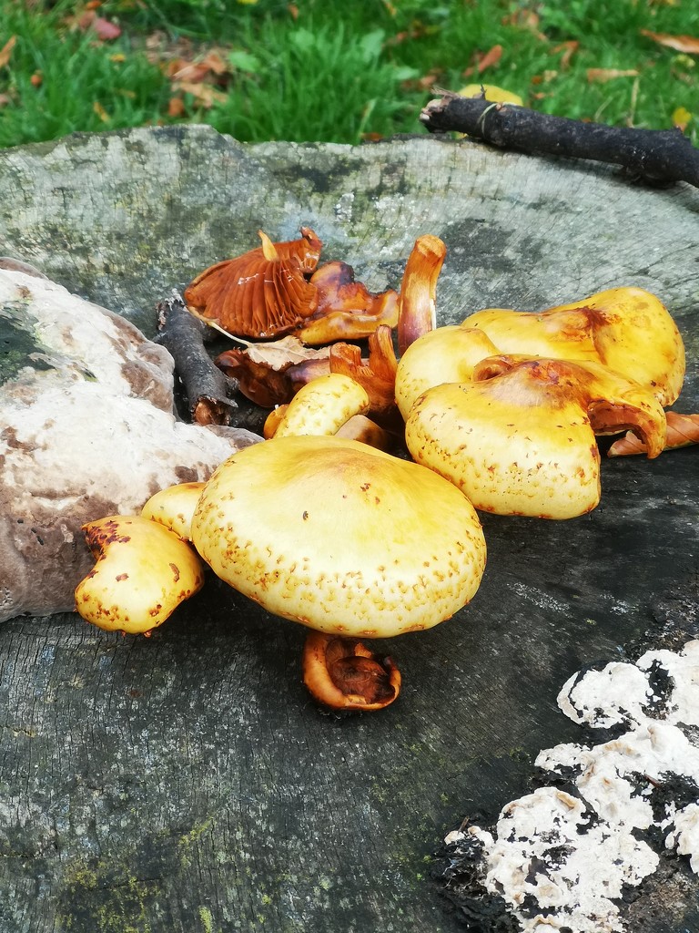 Autumn coloured fungi by plainjaneandnononsense