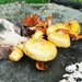 Autumn coloured fungi by plainjaneandnononsense