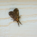 Moth by larrysphotos