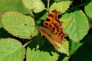 1st Oct 2019 - COMMA - TOPSIDE