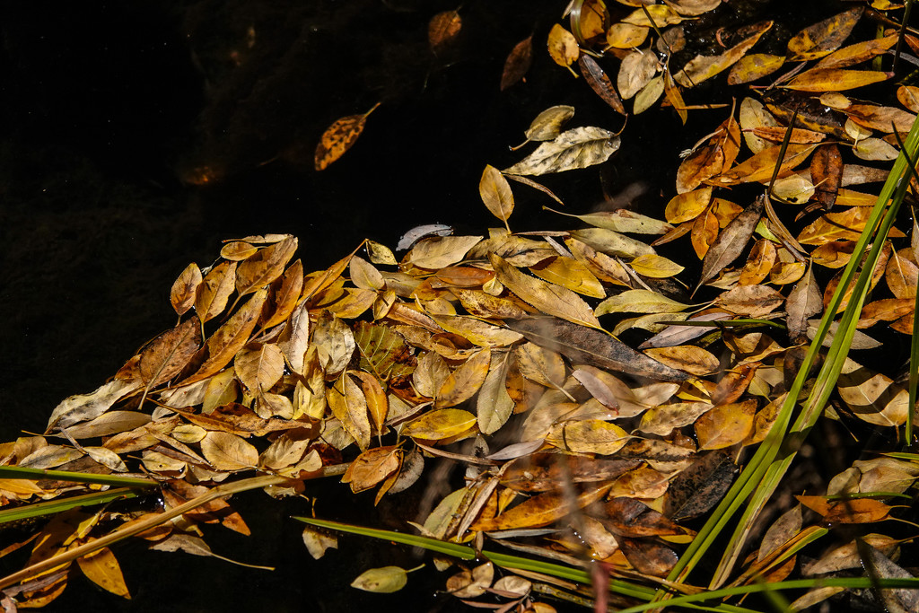 Fall's Fallen Leaves by milaniet