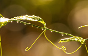 2nd Oct 2019 - Vine and Dewdrops!