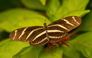 2nd Oct 2019 - One More Zebra Longwing Butterfly!