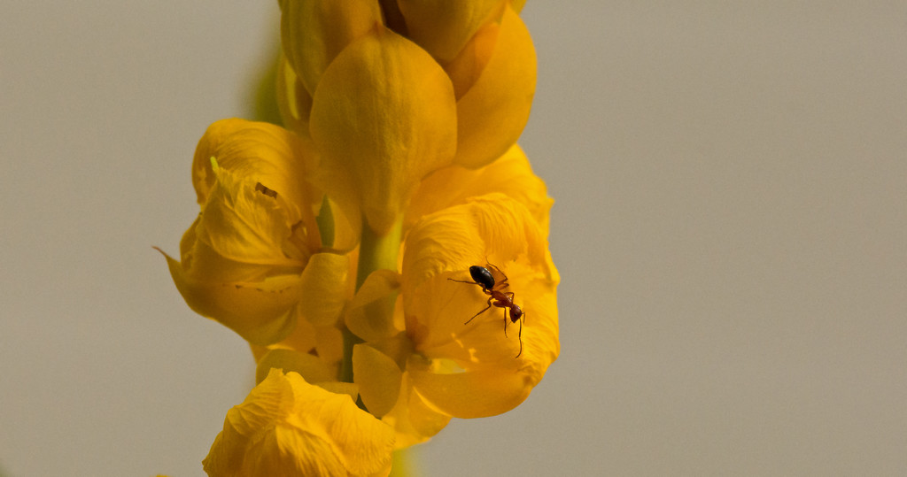 Ant and Flower! by rickster549
