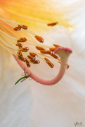 3rd Oct 2019 - Rhododendron stamens