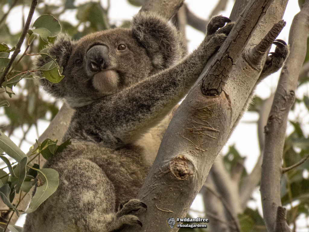 Frankie drop in by koalagardens