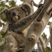 Frankie drop in by koalagardens