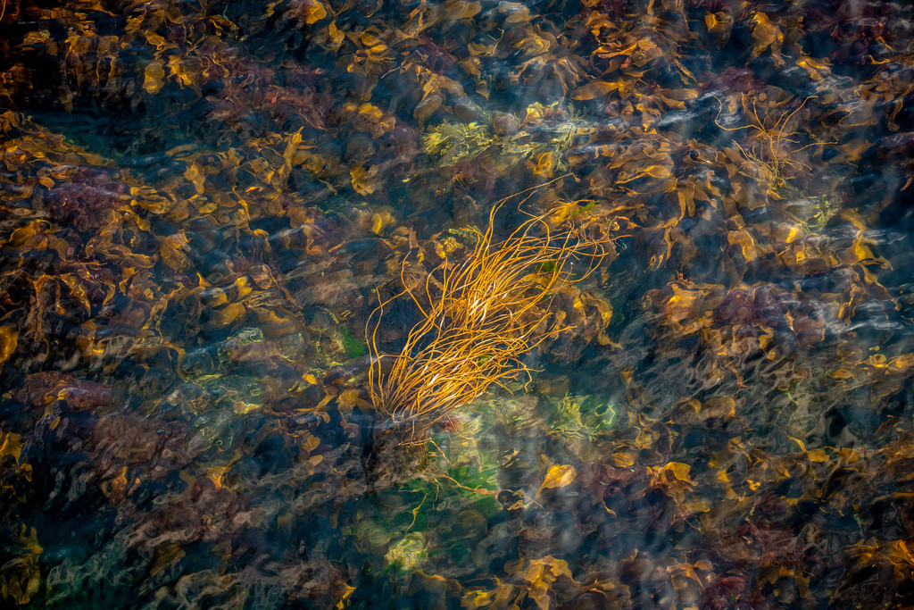 Seaweed by swillinbillyflynn