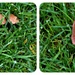 Fungi in the lawn  by beryl