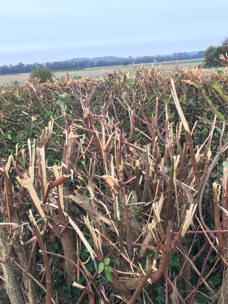 Hedgerow massacre - I know hedges need trimming, but this looks so awful by 365anne