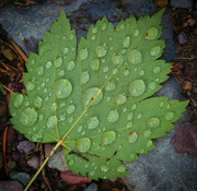 3rd Oct 2019 - Just a Wet Leaf