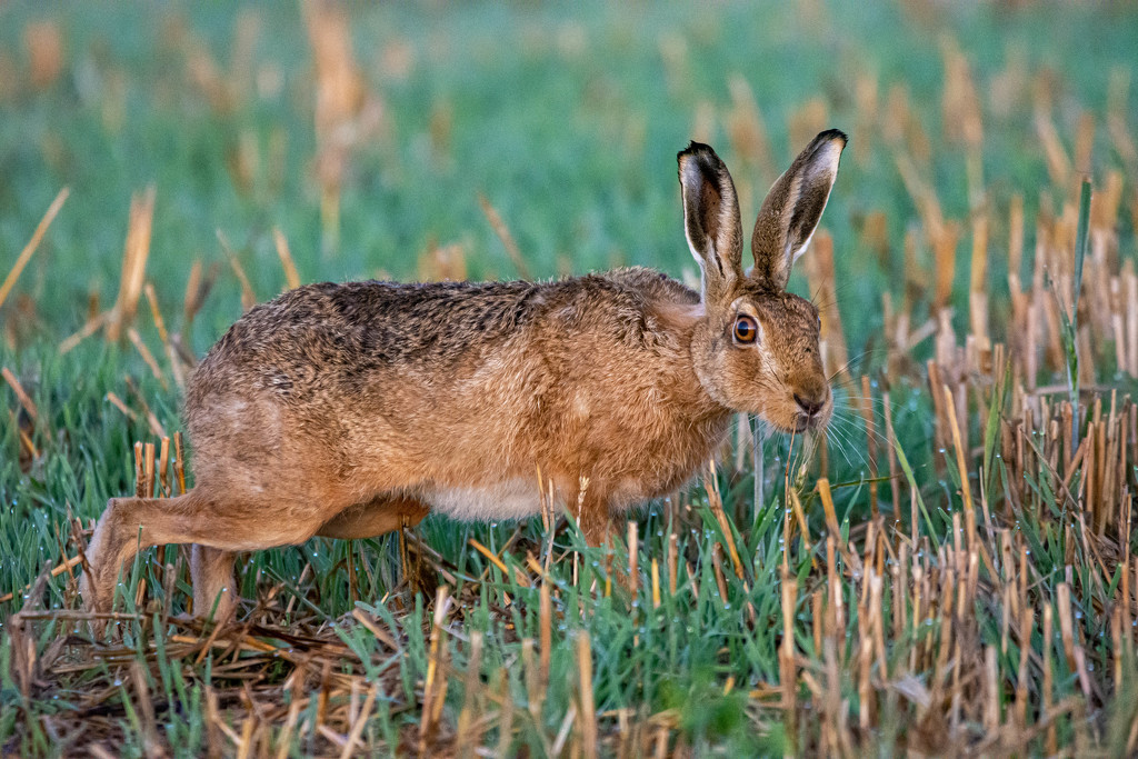 Autumn Hare by stevejacob