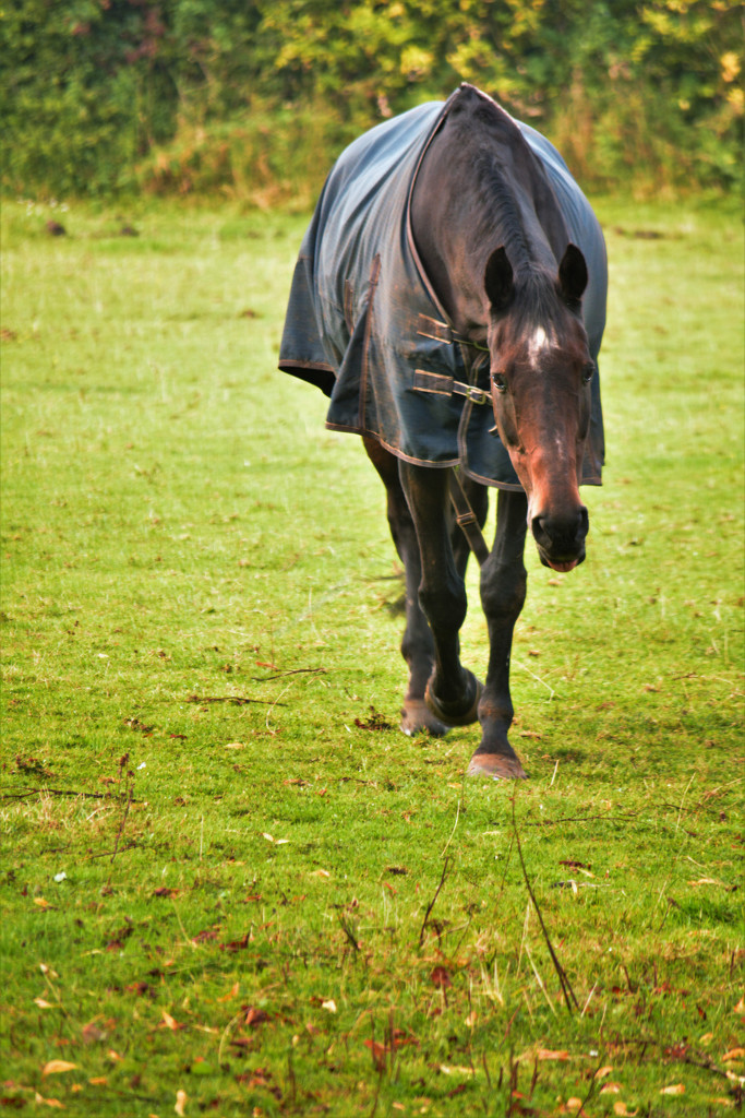 Horse in field.... by ziggy77