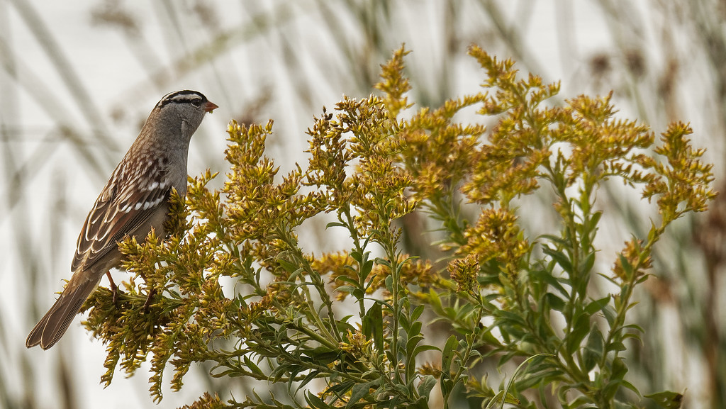 White-crowned sparrow on goldenrod by rminer