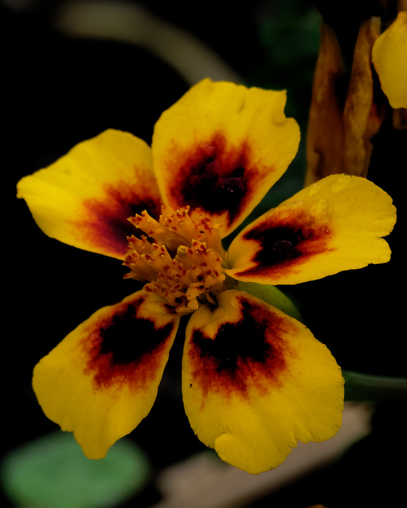 red-crescent marigold by rminer