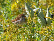 3rd Oct 2019 - house sparrow milkweed