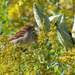 house sparrow milkweed by rminer