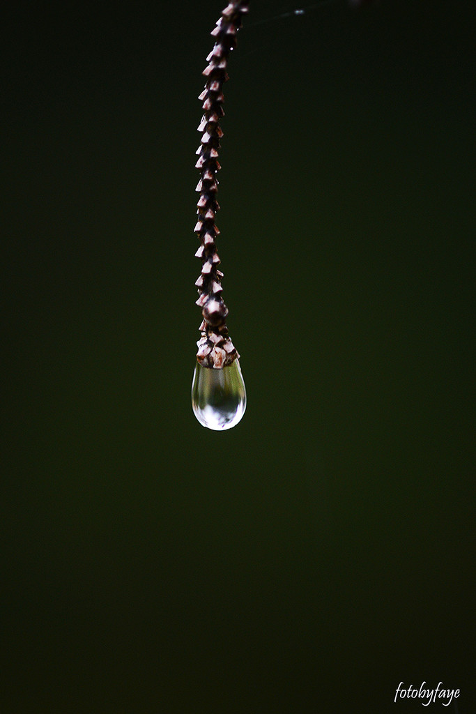 Just a drop! by fayefaye