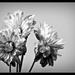 Black & White Mums by lstasel