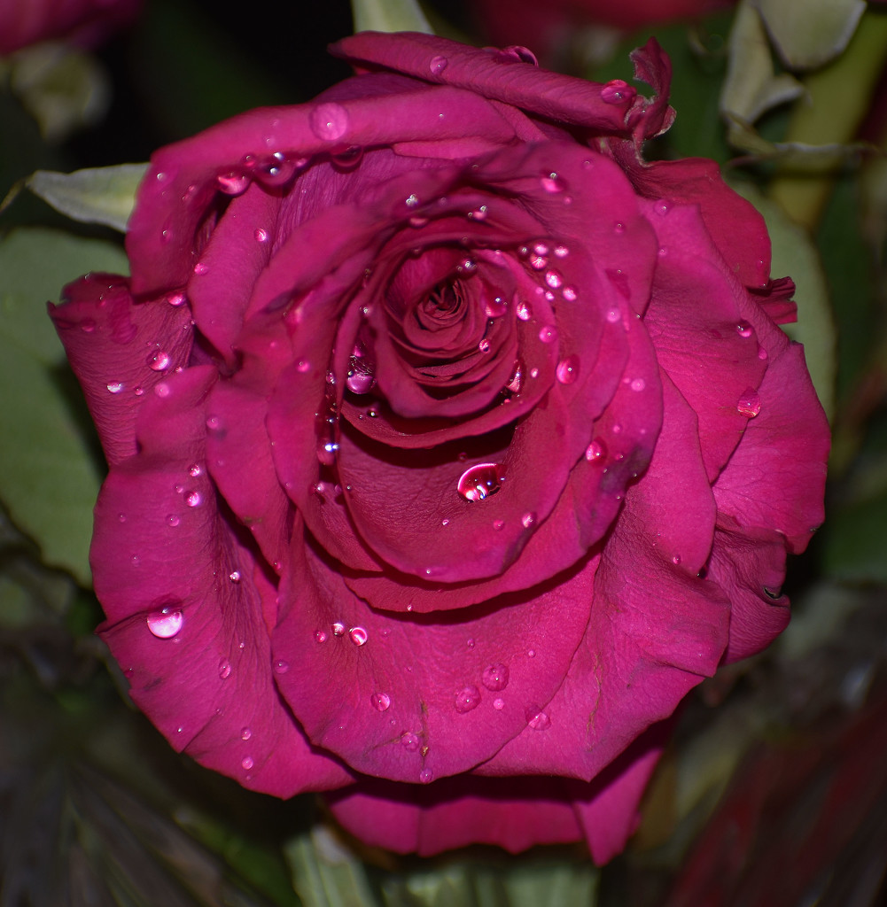 Roses in the rain by homeschoolmom
