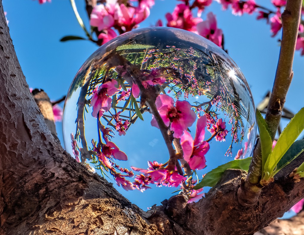 Blossoms in the lensball by ludwigsdiana