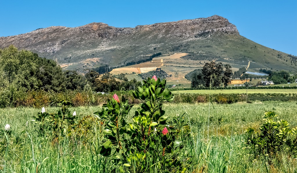 A Protea farm by ludwigsdiana