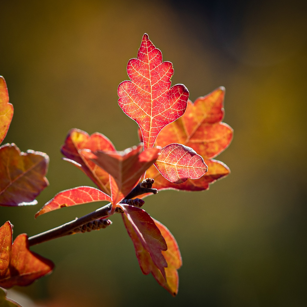 "Every leaf speaks bliss to me" -- Emily Brontë by lindasees