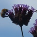 Bee on verbena by lellie