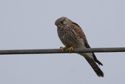 4th Oct 2019 - Female Kestral on the line