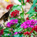 Butterfly garden by photographycrazy