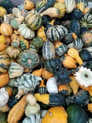 4th Oct 2019 - Gourds