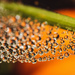 pumpkin droplets by aecasey
