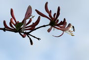 1st Oct 2019 - honeysuckle and fly