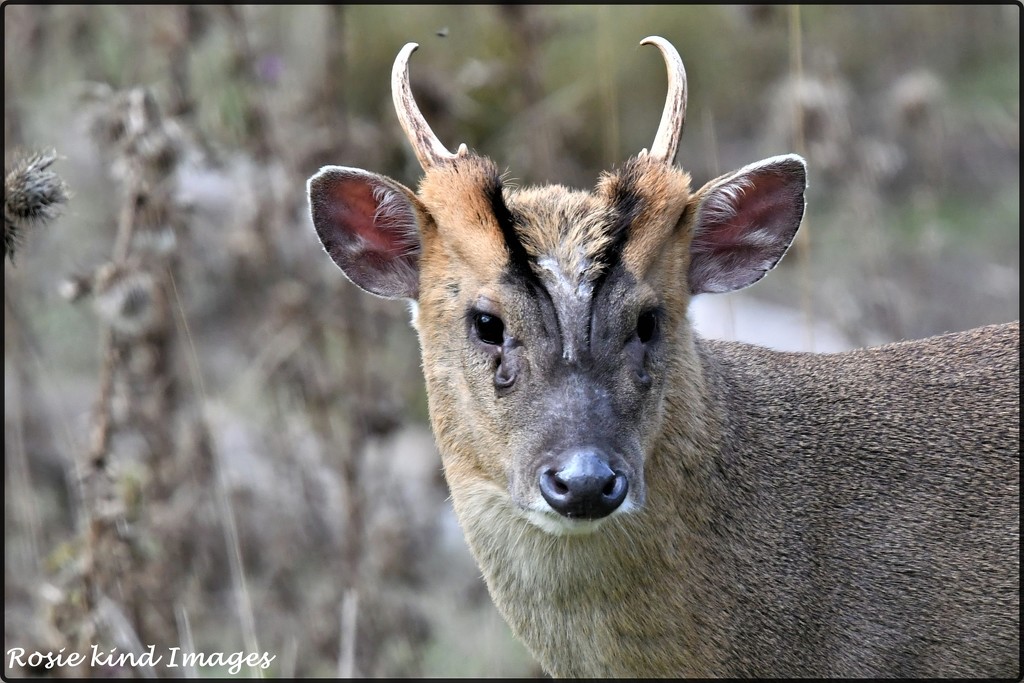 RK3_2205  Muntjac portrait by rosiekind