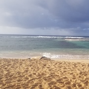 2nd Oct 2019 - Monk Seal