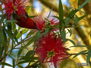 2nd Oct 2019 - a little Scarlet brightens any day