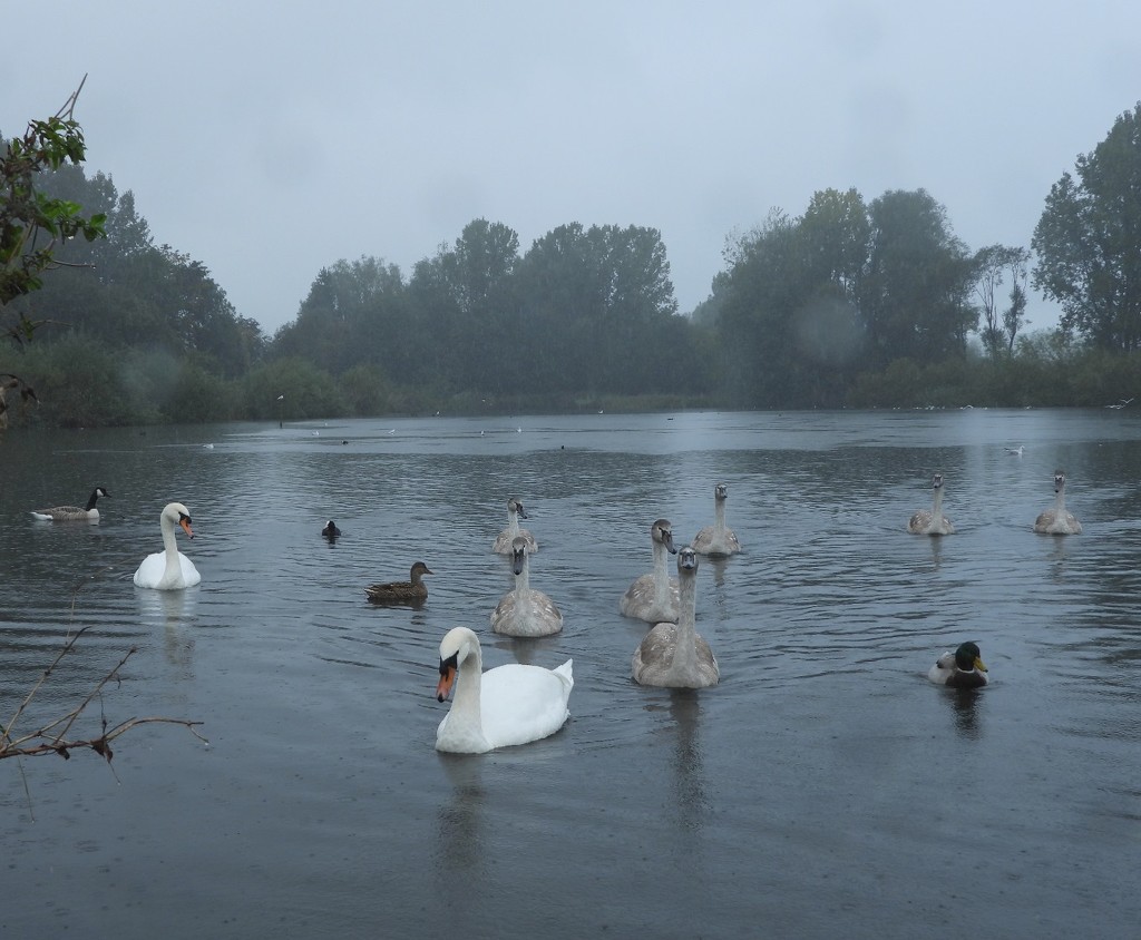 Nice weather for ducks by roachling