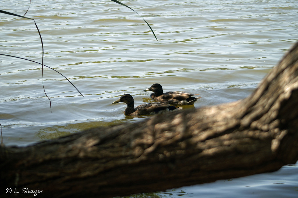 Ducks by larrysphotos