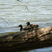 Ducks by larrysphotos