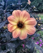 29th Sep 2019 - Flower