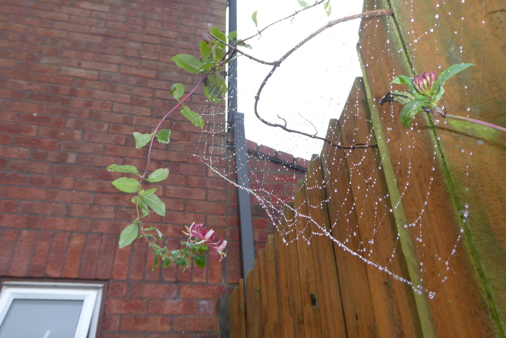 Cobwebs, raindrops and late blooms by speedwell