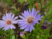 3rd Oct 2019 - Purple Asters