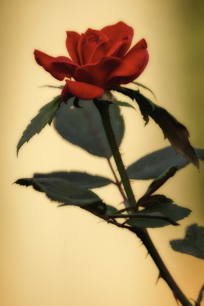 Sunset Rose by kvphoto