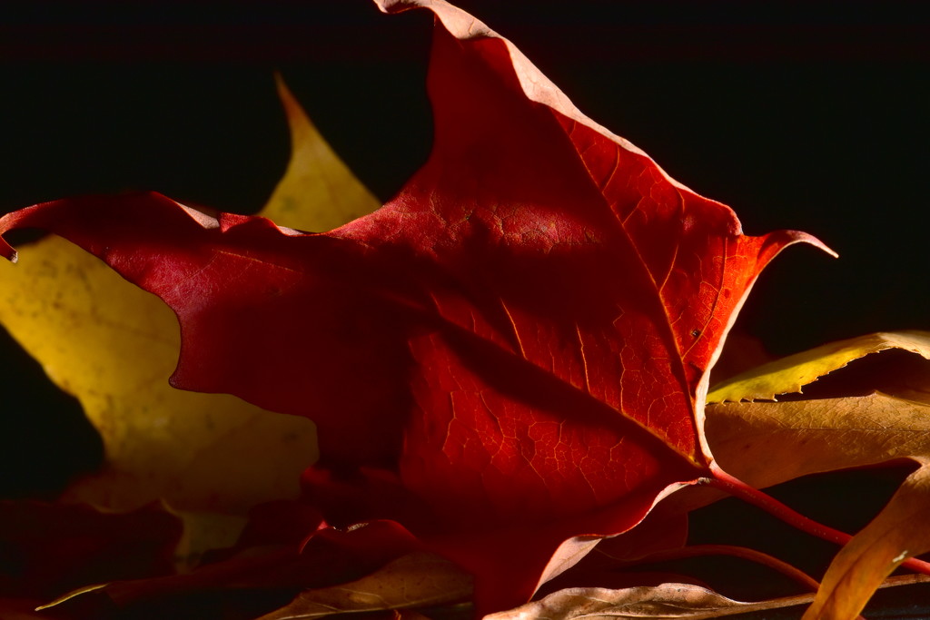 Red and gold of autumn by jayberg
