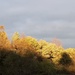 Sunlight on the tops of the trees by julie