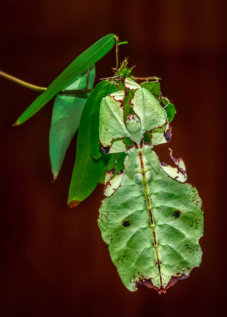 Leaf Insect by rosiekerr
