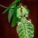 Leaf Insect by rosiekerr